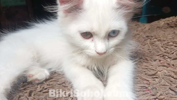 Traditional Persian cat rare odd eyes white kitten
